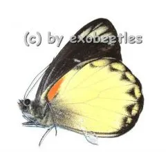 Delias belisama belisama