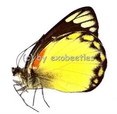 Delias belisama nakula