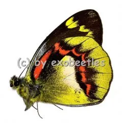 Delias joiceyi joiceyi A1/A-