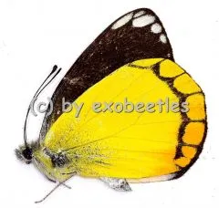 Delias rothschildi rothschildi