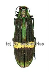 Demochroa gratiosa gratiosa ( 30 – 34 )