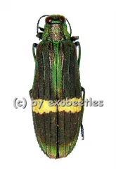 Demochroa gratiosa gratiosa ( 30 – 34 )