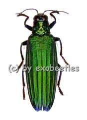 Demochroa detanii ( 30 - 39 )