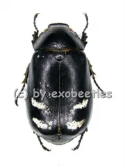 Dermolepida pica