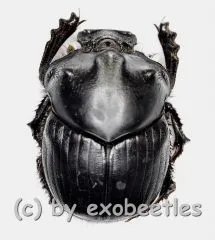 Diastellopalpus nigerrimus ( 15 – 19 )