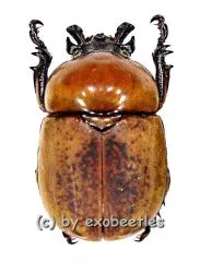 Dicaulocephalus tetsuoi ( 20 – 29 )