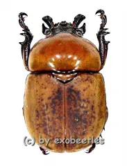 Dicaulocephalus tetsuoi ( 20 – 29 )