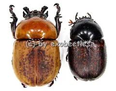 Dicaulocephalus fruhstorferi ( M 20 – 29 )