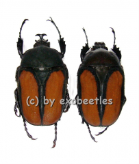 Dicellachilus woodi