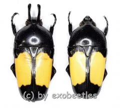 Dicheros bicornis westwoodi ( M 15 – 24 )