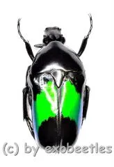 Dicheros modestus ( 15 – 19 )