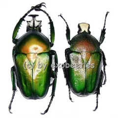 Dicronorhina derbyana ssp.oberthueri ( M 45 - 49 )