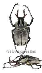 Dicronocephalus adamsi ( 25 - 29 )