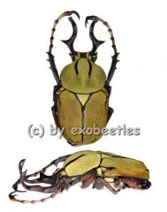 Dicronocephalus wallichii wallichii ( 25 – 29 )