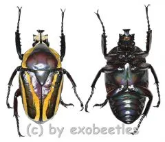 Dicronorhina derbyana conradtsi ( Freak ) ( 35+ )