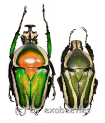 Dicronorhina derbyana layardi ( M 35 – 39 )