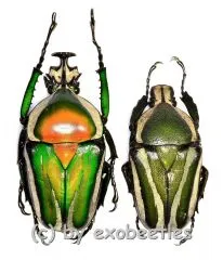 Dicronorhina derbyana layardi ( M 35 – 39 )