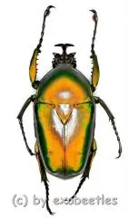 Dicronorrhina micans micans ( 45 – 49 ) A1-