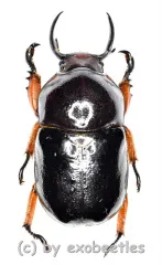 Didrepanephorus yunnanus clermonti ( 5 x M / 8 x F ) A2