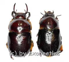 Didrepanephorus yunnanus clermonti ( M 15 – 24 ) A2