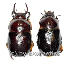 Didrepanephorus yunnanus clermonti ( M 15 – 24 ) A2