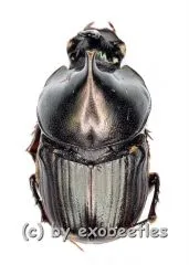 Digitonthophagus bonasus ( 10 – 14 )