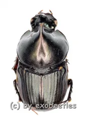Digitonthophagus bonasus ( 10 – 14 )