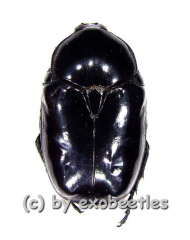 Diplognatha gagates ( 15 - 24 )