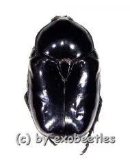 Diplognatha gagates ( 15 - 24 )