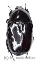 Diplognatha pagana