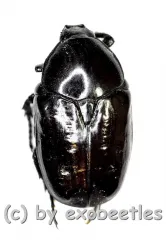 Diplognatha ( Diplognatha ) purpurascens A2