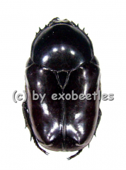 Diplognatha silicea ( 20 - 24 )