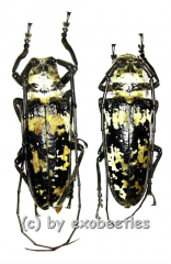 Doesburgia celebiana ( 40 – 44 )