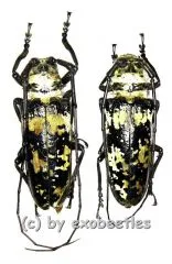 Doesburgia celebiana ( 40 – 44 )