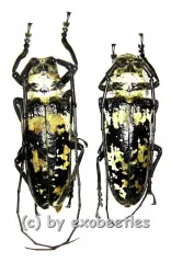 Doesburgia celebiana ( 40 – 44 )