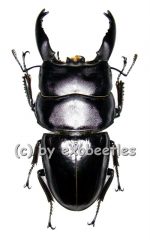 Dorcus ( Brontodorcus ) alcides ( long Horn ) ( 65 – 69 )