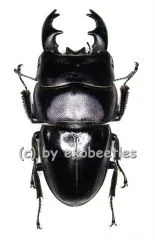 Dorcus ( Brontodorcus ) alcides ( short Horn ) ( 65 – 69 )