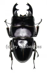 Dorcus ( Brontodorcus ) alcides ( short Horn ) ( 60 – 64 )