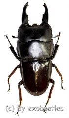 Dorcus detanii ( 40 – 44 )