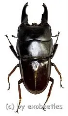 Dorcus detanii ( 40 – 44 )