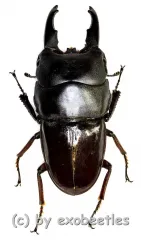 Dorcus detanii ( 40 – 44 )