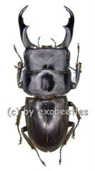 Dorcus reichei prosti ( 40 - 44 )