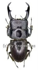 Dorcus reichei prosti ( 40 - 44 )