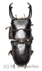 Dorcus reichei reichei ( 45 – 49 )