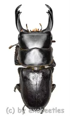 Dorcus reichei reichei ( 45 – 49 )