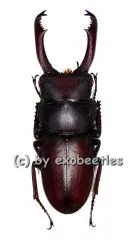 Dorcus tanakei ( 30 – 34 )