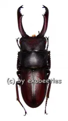 Dorcus tanakei ( 30 – 34 )
