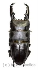 Dorcus titanus ssp.platymelus ( 70 – 74 ) A2