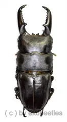 Dorcus titanus ssp.platymelus ( 65 – 69 )