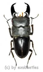 Dorcus titanus typhon ( 85 – 89 )